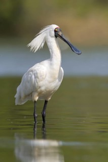 Royal Spoonbill (Platalea regia), Victoria, Australia