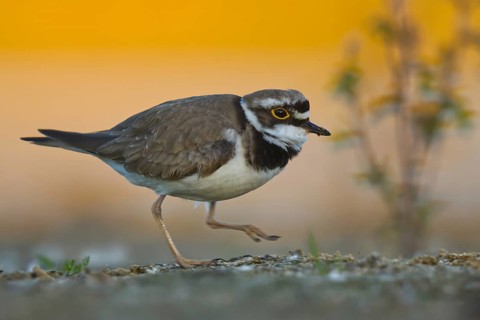Little Ringed Plover (Charadrius dubius), North Rhine-Westphalia, Germany