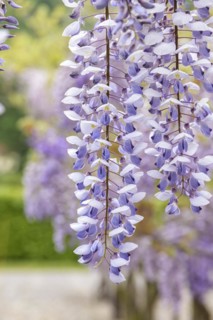 Chinese blue rain (Wisteria sinensis 'Texas Purple'), Anchers Havecenter, Pillnitz, Saxony, Germany
