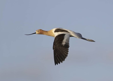 American Avocet (Recurvirostra americana) flying, USA