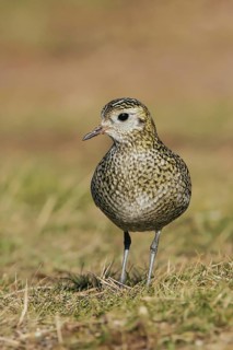 European Golden Plover (Pluvialis apricaria), Schleswig-Holstein, Germany