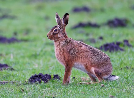 European hare (Lepus europaeus), meadow, Lake Dümmer, Germany