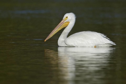 American White Pelican (Pelecanus erythrorhynchos), California, USA