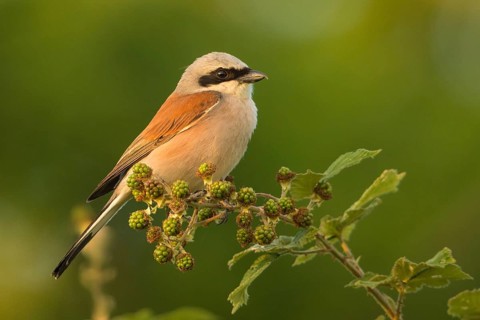 Red-backed Shrike (Lanius collurio) male, Baden-Wuerttemberg, Germany