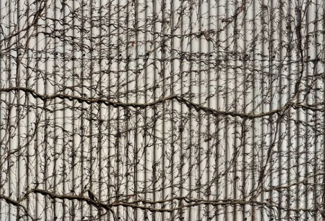 Facade cladding with climbing plants, Germany