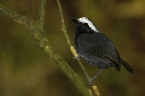 White-browed Antbird (Myrmoborus leucophrys)