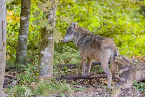 One eurasian gray wolf (Canis lupus lupus) standing in an open forest. Watching something on the