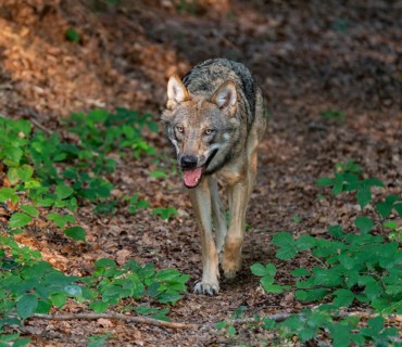 Wolf (Canis lupus) running through its territory, Germany