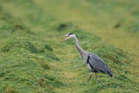 Grey Heron (Ardea cinerea) calling on freshly mown meadow, North Rhine-Westphalia, Germany