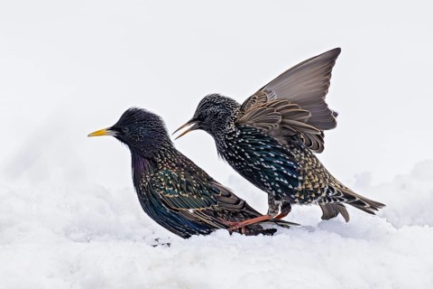 Starling (Sturnus vulgaris), close-up, male and female in winter in the snow, Baden-Württemberg,