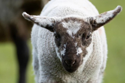 Domestic sheep (Ovis aries) juvenile baby lamb farm animal head portrait in spring, England, United