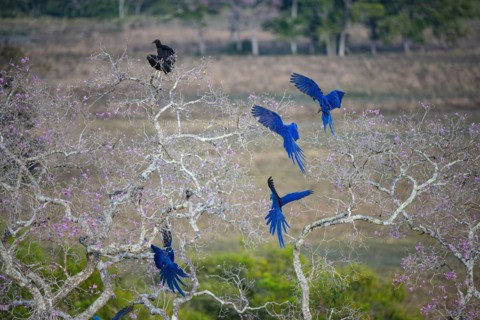 Hyacinth Macaw (Anodorhynchus hyacinthinus) Pantanal Brazil