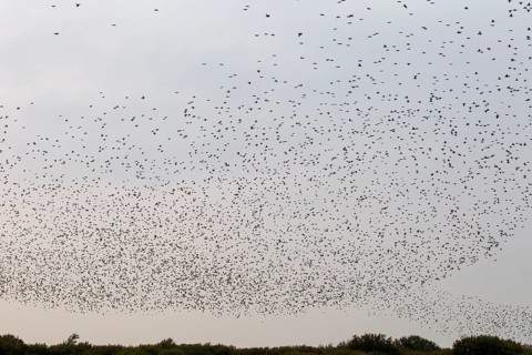 More and more starlings (Sturnus vulgaris) gather at the roost and begin to form formations, autumn
