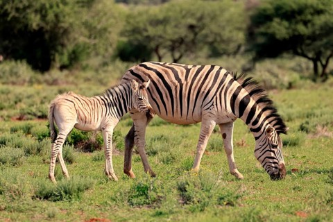 Burchell's zebra (Equus quagga burchelli), Burchell's zebra, adult, female, mother, young animal,