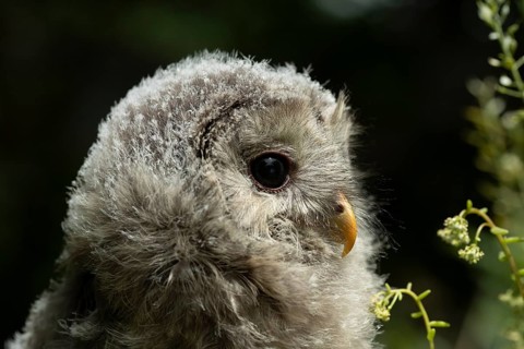 Ural Owl (Strix uralensis) fledgling, captive, Germany