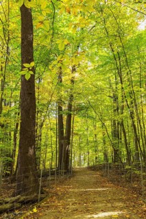 Long dirt walking trail with fallen leaves in mixed forest of tall backlit Acer - Maple, Betula -