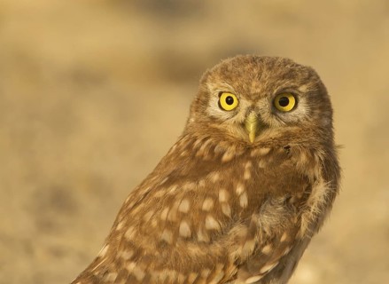 Little Owl (Athene noctua), Ladakh, India