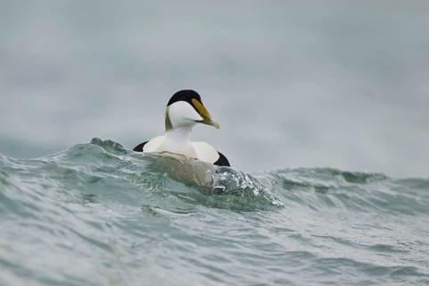 Common eider (Somateria mollissima) male swimming in the sea, Düne, Helgoland, Schleswig-Holstein,
