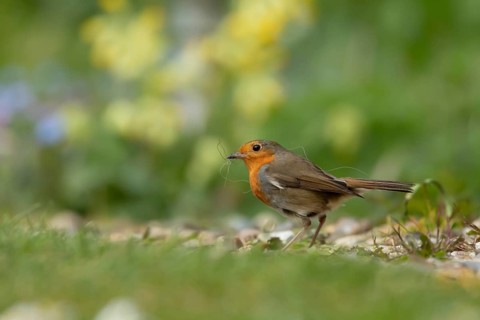European robin (Erithacus rubecula) adult garden bird with nesting material in its beak in spring,