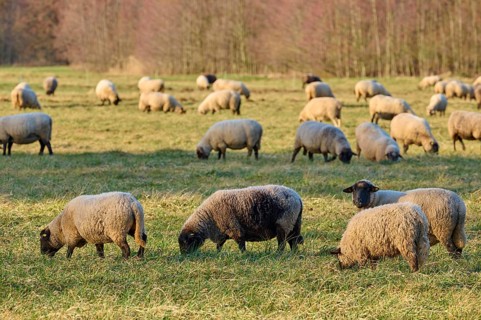 Landscape with flock of sheep, Reinheim, Darmstadt-Dieburg, Hesse, Germany
