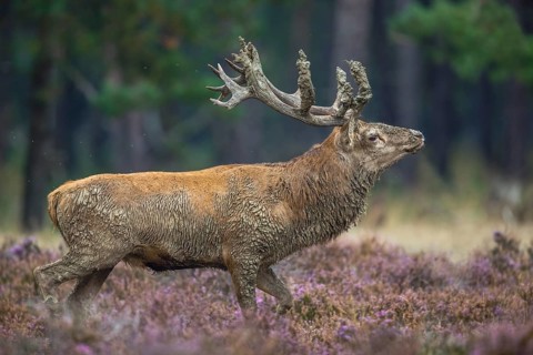 Rothirsch, Cervus elaphus Red Deer, Cervus elaphus