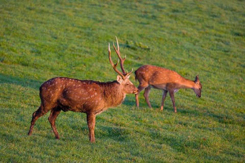 A Manchurian sika deer stag and a female (or Dybowski's sika deer, Cervus nippon mantchuricus or