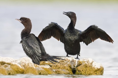 Pygmy Cormorant (Microcarbo pygmeus), Croatia