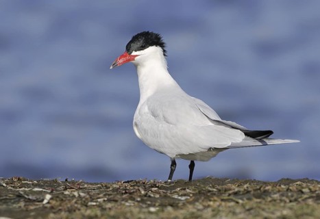 Caspian Tern (Hydroprogne caspia) male, British Columbia, Canada