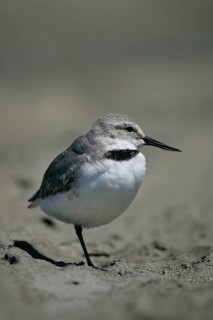 Wrybill (Anarhynchus frontalis), North Island, New, Zealand