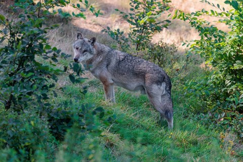 A Eurasian gray wolf (Canis lupus lupus) stands in a clearing in the forest on a sunny day and