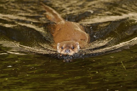 Close-up of an otter swimming in the water with wave movements, European otter (Lutra lutra),