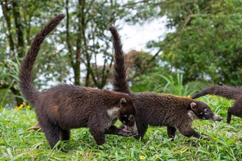 Daytime White-nosed Coati (Nasua narica) foraging in lush green grass and searching for food. San