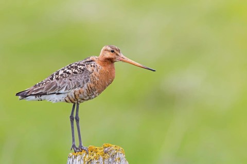 Black-tailed Godwit, Icelandic Black-tailed Godwit, Limosa limosa islandica, Barge à queue noire,