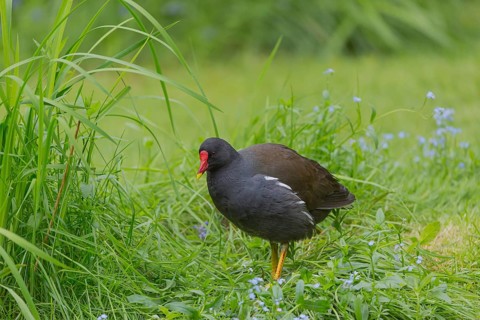 One common moorhen (Gallinula chloropus), also known as the waterhen or swamp chicken, standing