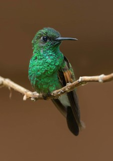 Stripe-tailed Hummingbird (Eupherusa eximia) at San Gerrardo de Dota, Costa Rica. Near the Savagre