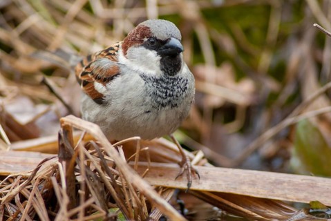 House Sparrow, Passer Domesticus, Sparrow, Bath, Bird Bath, Birds, Garden, Male, Passeri,