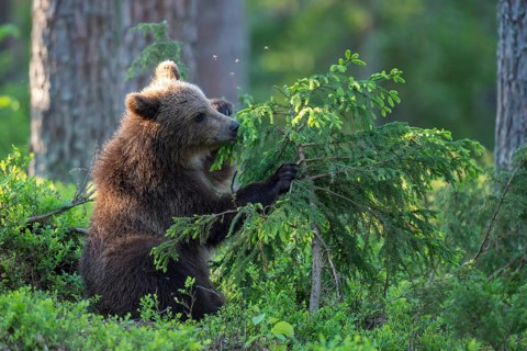 Eurasian Brown Bear (Ursus arctos) cub foraging in forest, Finland