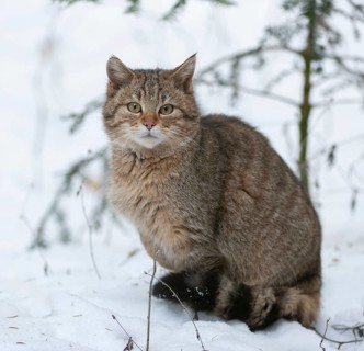 European wildcat (Felis silvestris) sitting in the snow, captive, Bavarian Forest National Park,