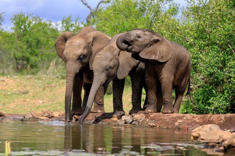 African elephant (Loxodonta africana), three young animals, at the water, drinking, group, Kruger