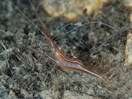 Brown shrimp, unicorn shrimp (Plesionika narval), with long antennae, under water, dive site