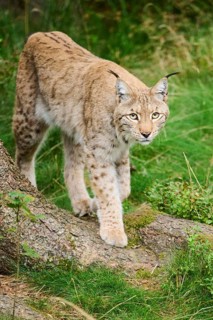Eurasian lynx (Lynx lynx), walking in a forest, Bavaria, Germany