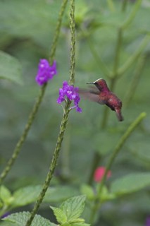 Snowcap (Microchera albocoronata), Costa Rica