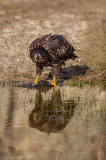 One white-tailed eagle (Haliaeetus albicilla) sitting lakeshore in early light, feeding on a common