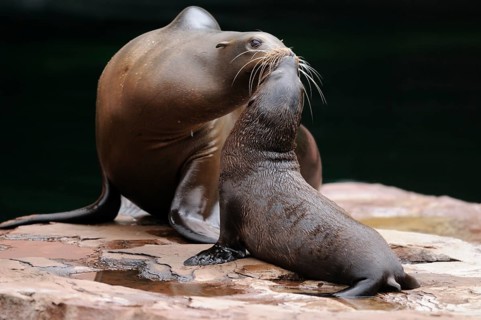 A sea lion pup receives a caring gesture from its mother, California sea lion (Zalophus