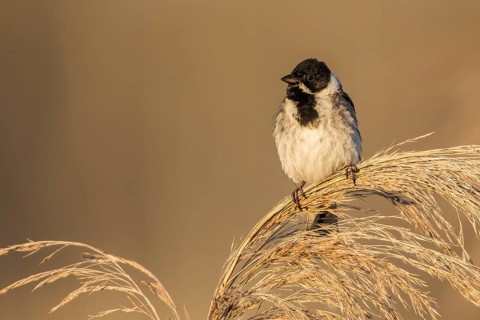 Common Reed Bunting (Emberiza schoeniclus) male, Baden-Wuerttemberg, Germany