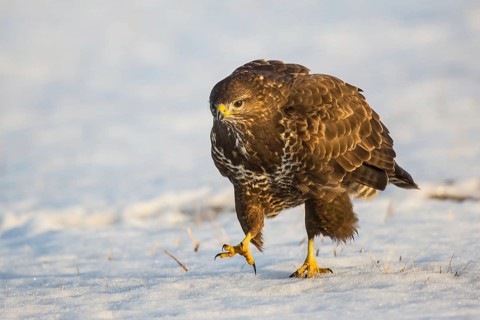 Common Buzzard (Buteo buteo) in field, Hungary