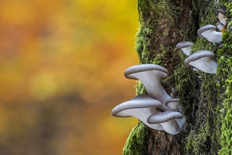 Oyster mushroom (Pleurotus ostreatus), Oyster bracket fungus growing on tree trunk in autumn forest