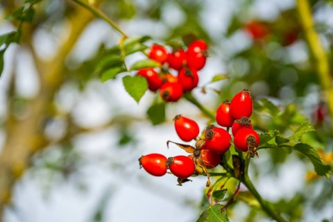 Close-up of rose hips from a dog rose (Rosa canina) at evening light in autumn, Bavaria, Germany