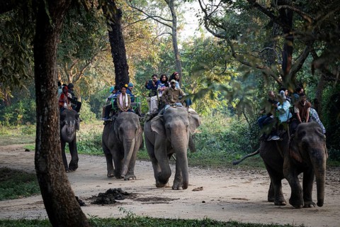 Tourists ride elephants during a safari at Kaziranga National Park on December 5, 2024 in