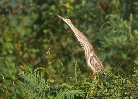 Yellow Bittern (Ixobrychus sinensis), Bueng Boraphet, Thailand
